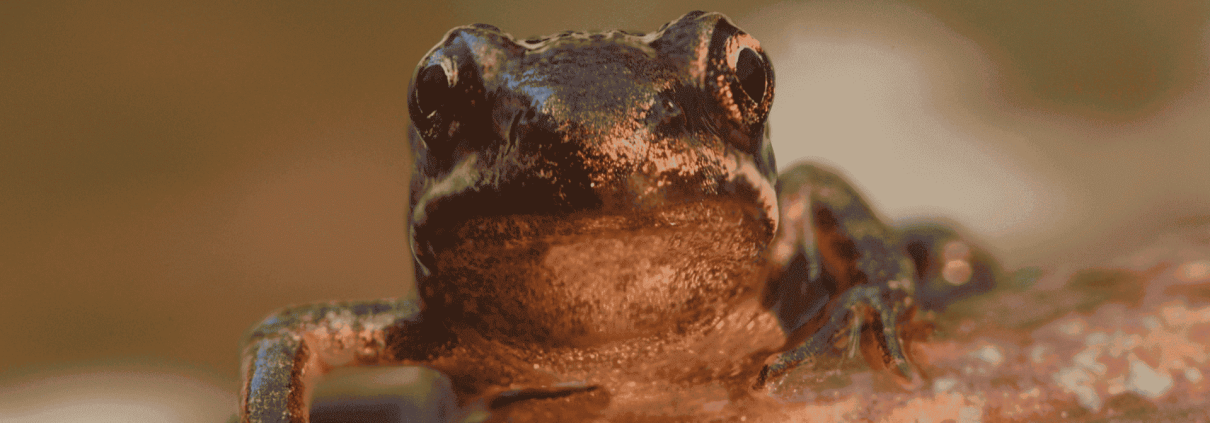 il paradosso della rana bollita