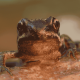 il paradosso della rana bollita