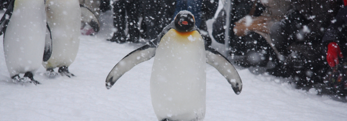 la marcia del pinguino