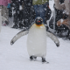la marcia del pinguino
