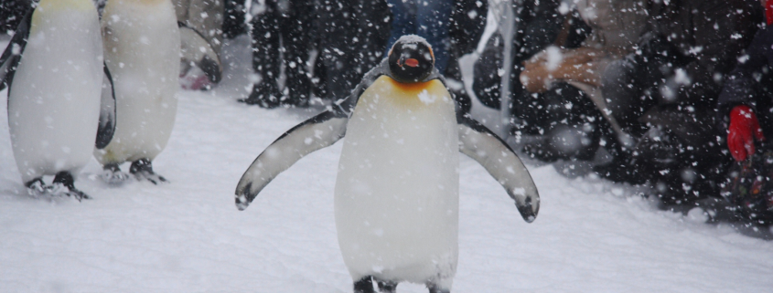 La Marcia del Pinguino: Come la Perseveranza Guida gli Ingegneri e i Professionisti dell’Edilizia 320 la marcia del pinguino