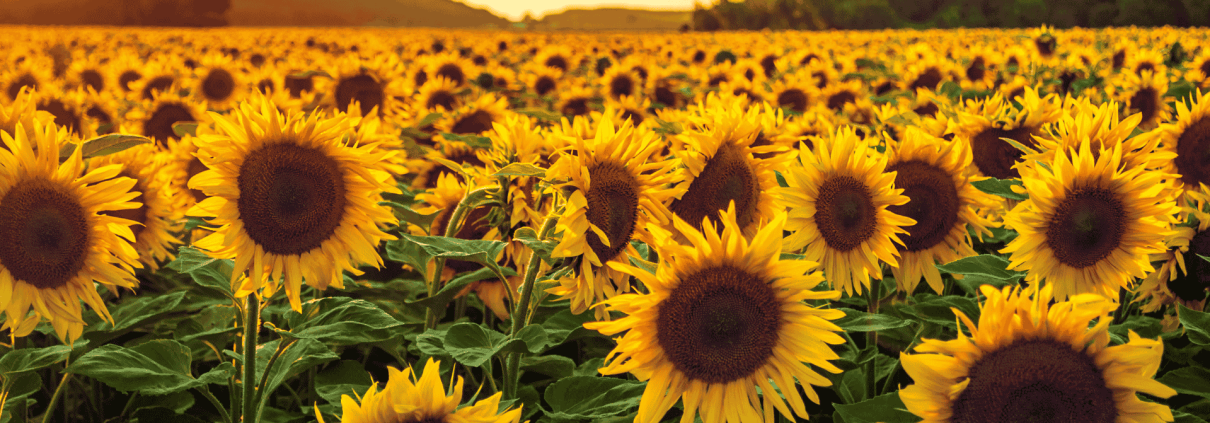 Teoria del girasole