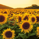 Teoria del girasole