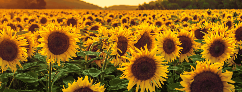 Teoria Del Girasole : Come Crescere e Prosperare nel Tuo Ambiente Ideale per il Successo Personale 321 Teoria del girasole